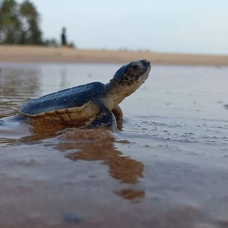 Turtle Watch Cabana Tangalle Extérieur photo